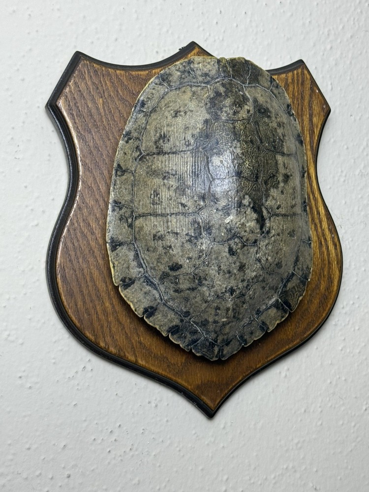 Turtle Shell in real wood plaque