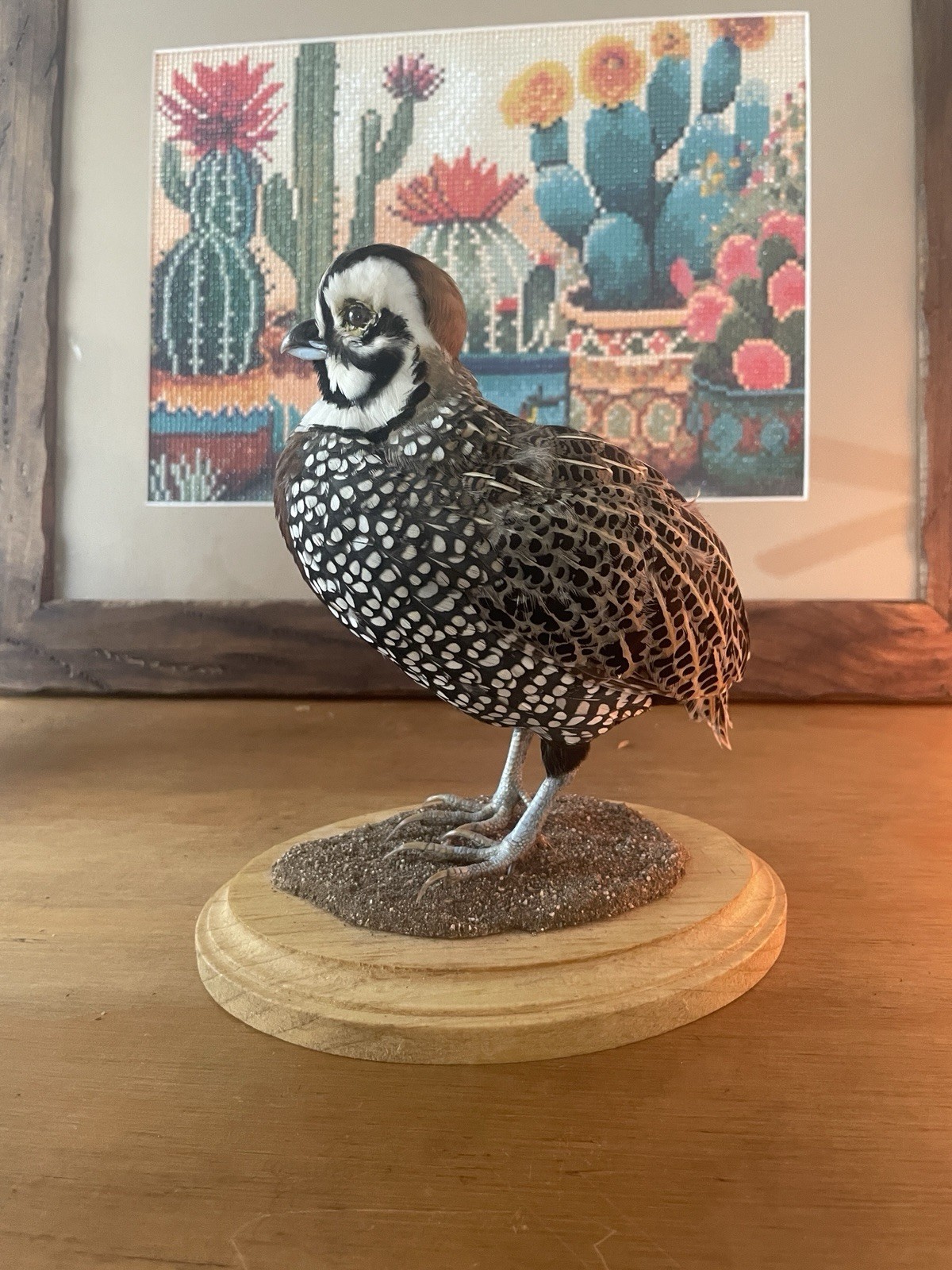 Mearns Montezuma Quail Taxidermy Mount