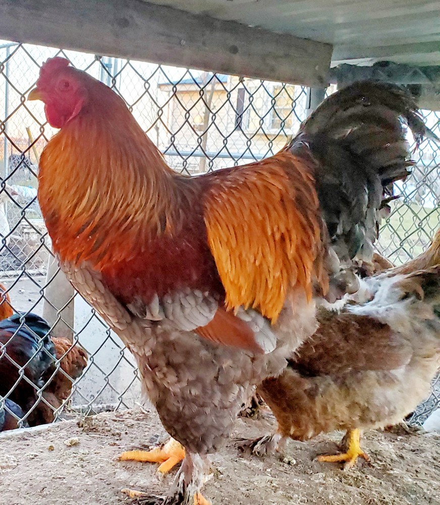 Blue Partridge Brahma Hatching Eggs 8+