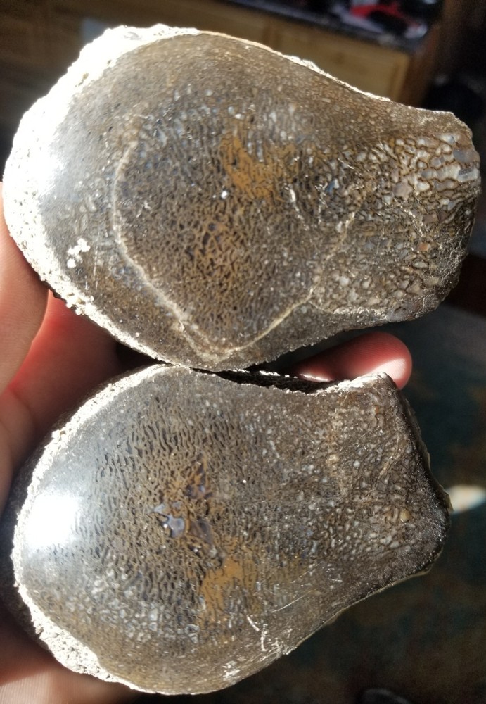 Nice Stegosaurus Vertebra Agatized Split Polished Multicolor Solid Morrison 2+Lb