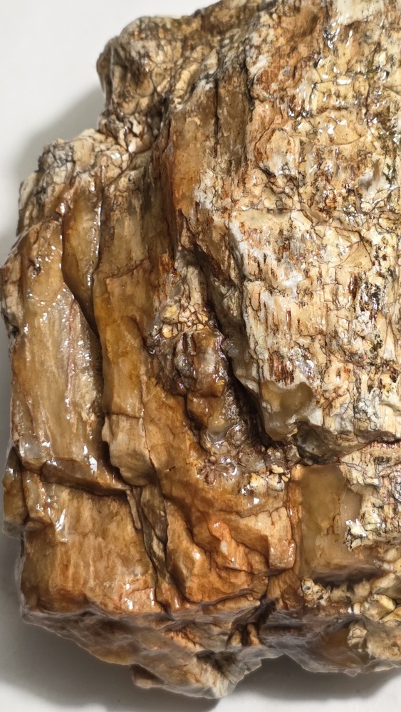 Petrified Wood Agatized