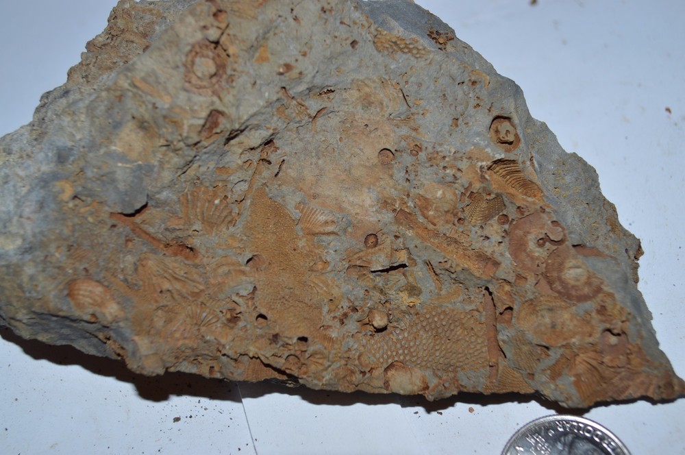 FOSSIL WITH BRACHIOPODS PRINTS ( 45, 22F)