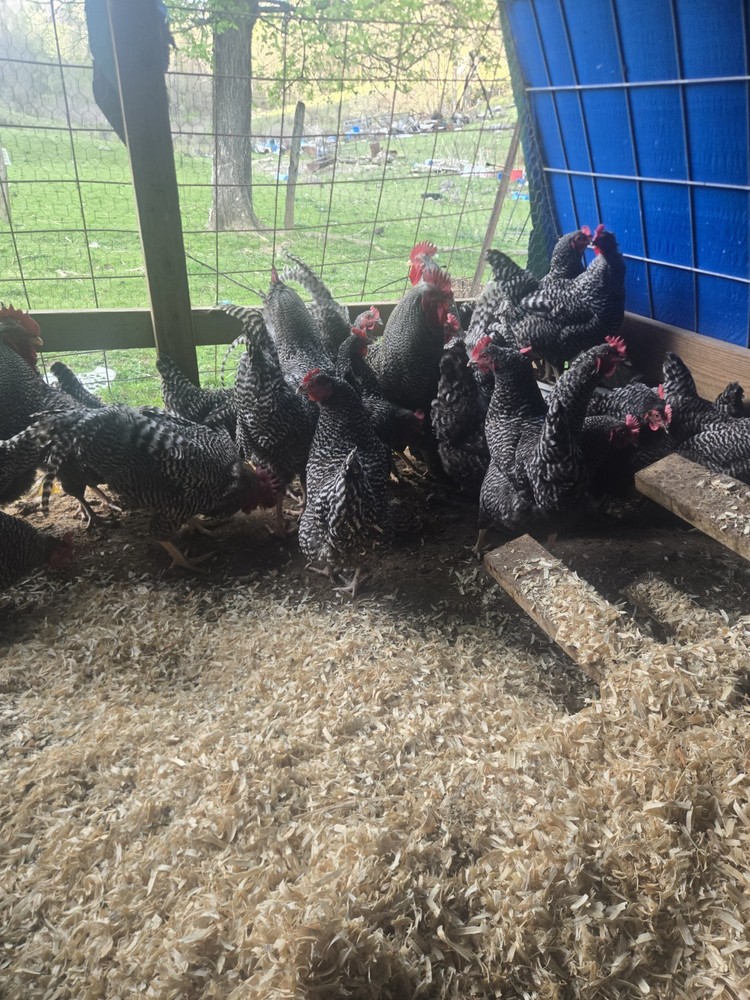 Barred Rock Hatching Eggs-12 Plus 2 Extra