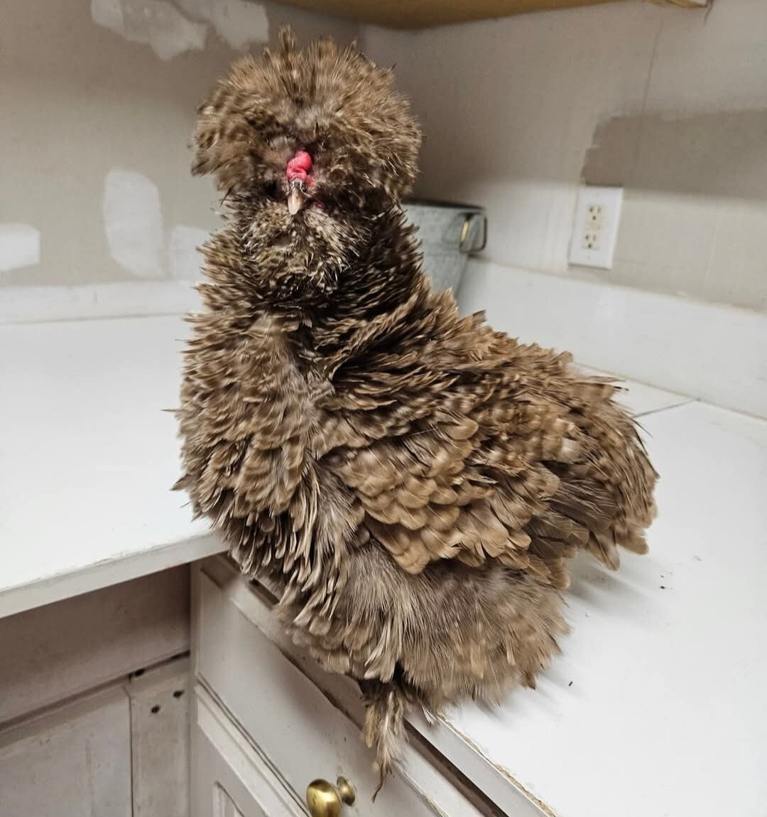 12+ Silkie, Satin, Frizzle Show Quality Hatching Eggs, NPIP Cert