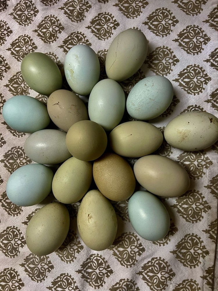5 + HATCHING EGGS, EASTER/OLIVE EGGERS, AMERAUCANA, LEGBAR.