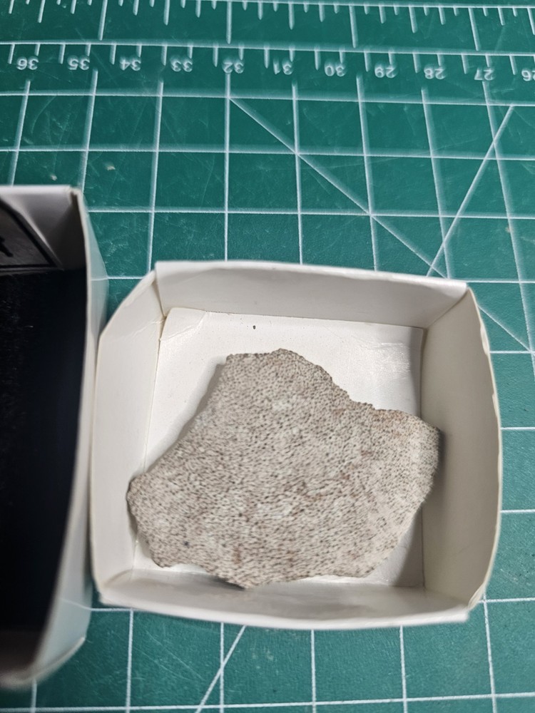 2 Pieces Dinosaur Egg Shell Saltasaurus