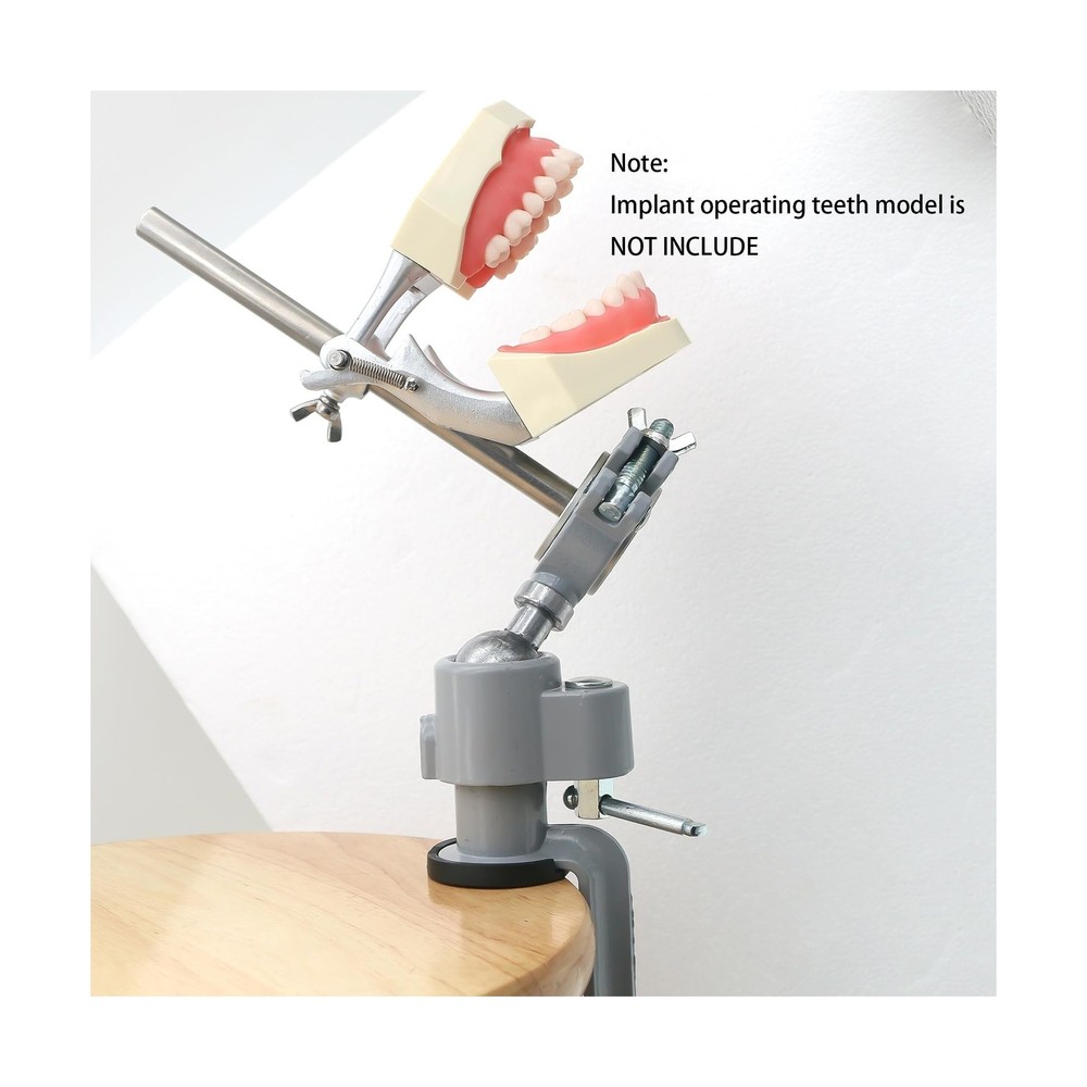 Typodont Teeth Model Teeth Model Training Mount Fixed on Desk Training Maniki...