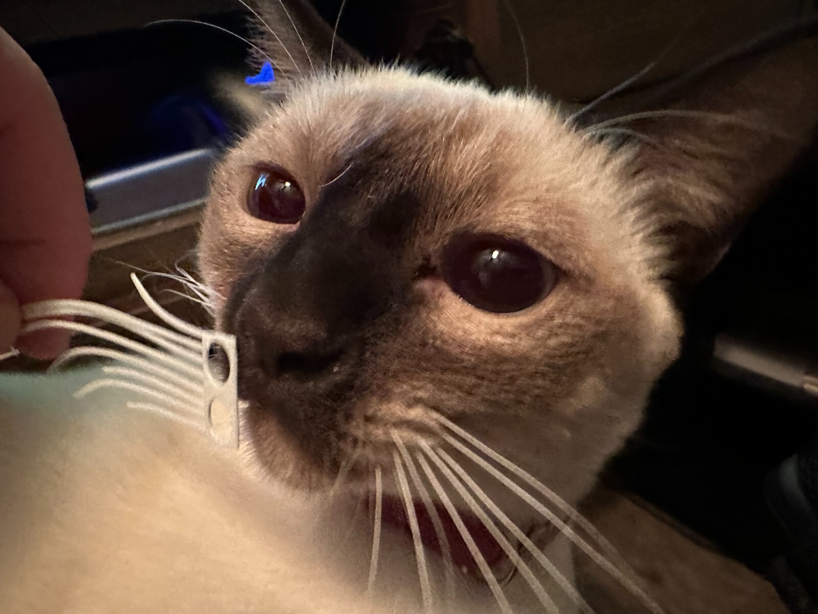 Loki's Whiskers -LEGO Tuxedo Cat Whiskers! Multiple Styles and Colors! -5 PAIRS!