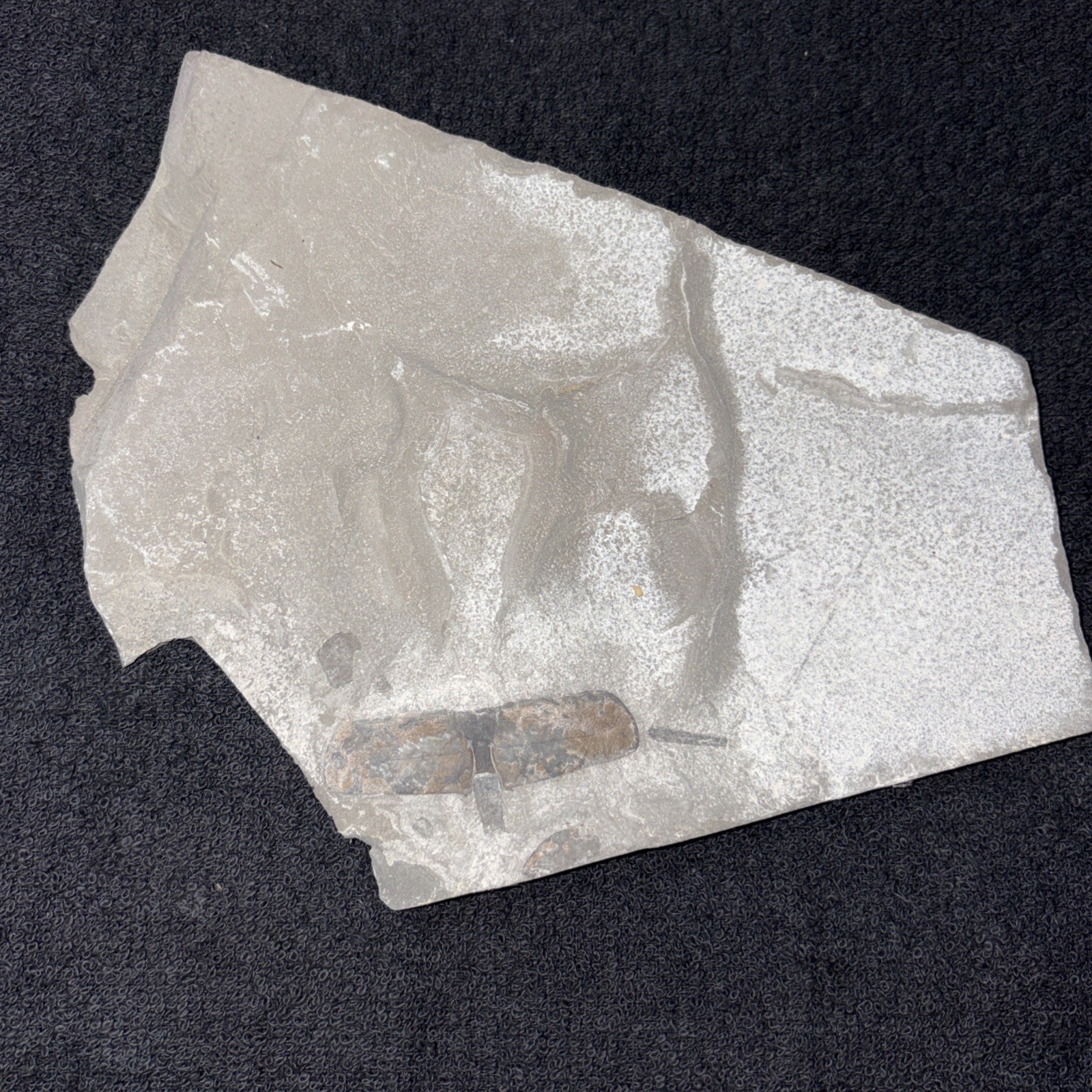 Fossil Eurypterid Segment W/ Sexual Appendage Silurian Period Near Niagara Falls