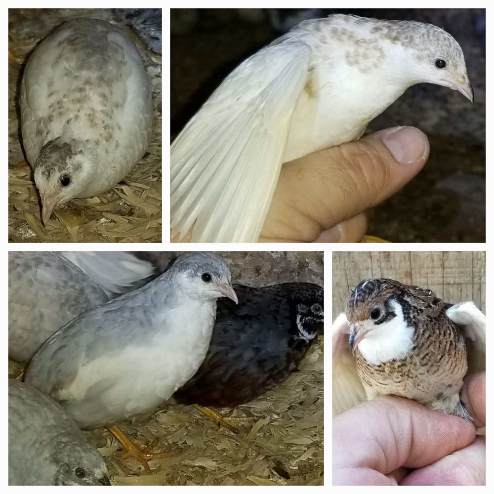 18 ++ Button Quail Hatching Eggs