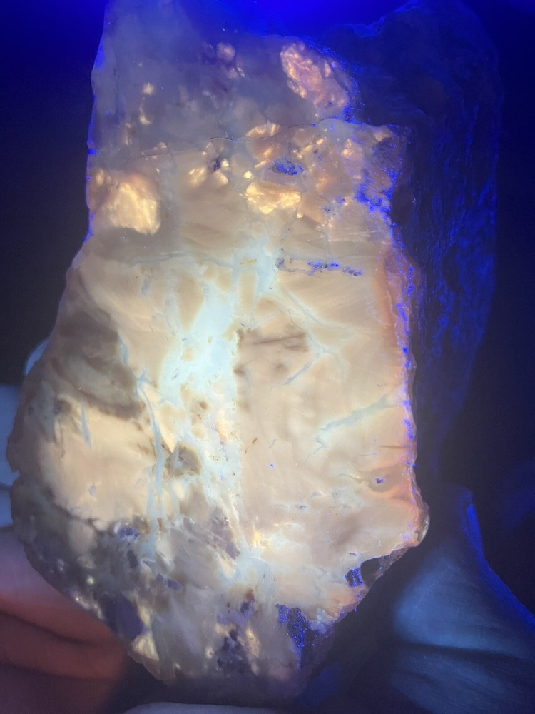 Opalized Wood , Fluorescent Under UV Light