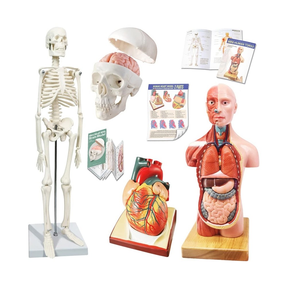 Human Skeleton Model,Skull Model,Heart Models-Best Anatomy Model Bundle Set o...