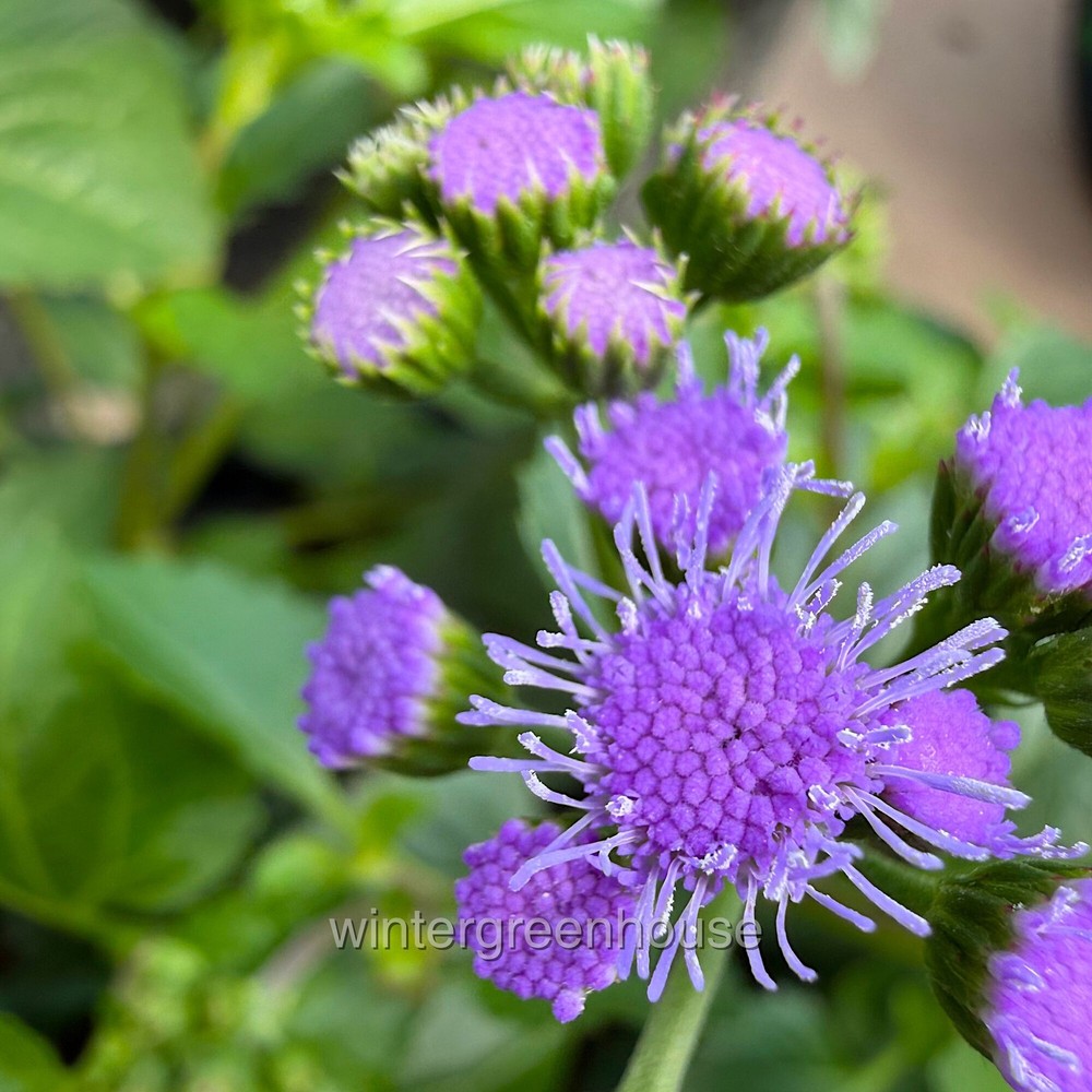 Ageratum, Monarch Magic, Flossflower, Container Size: 4.5"