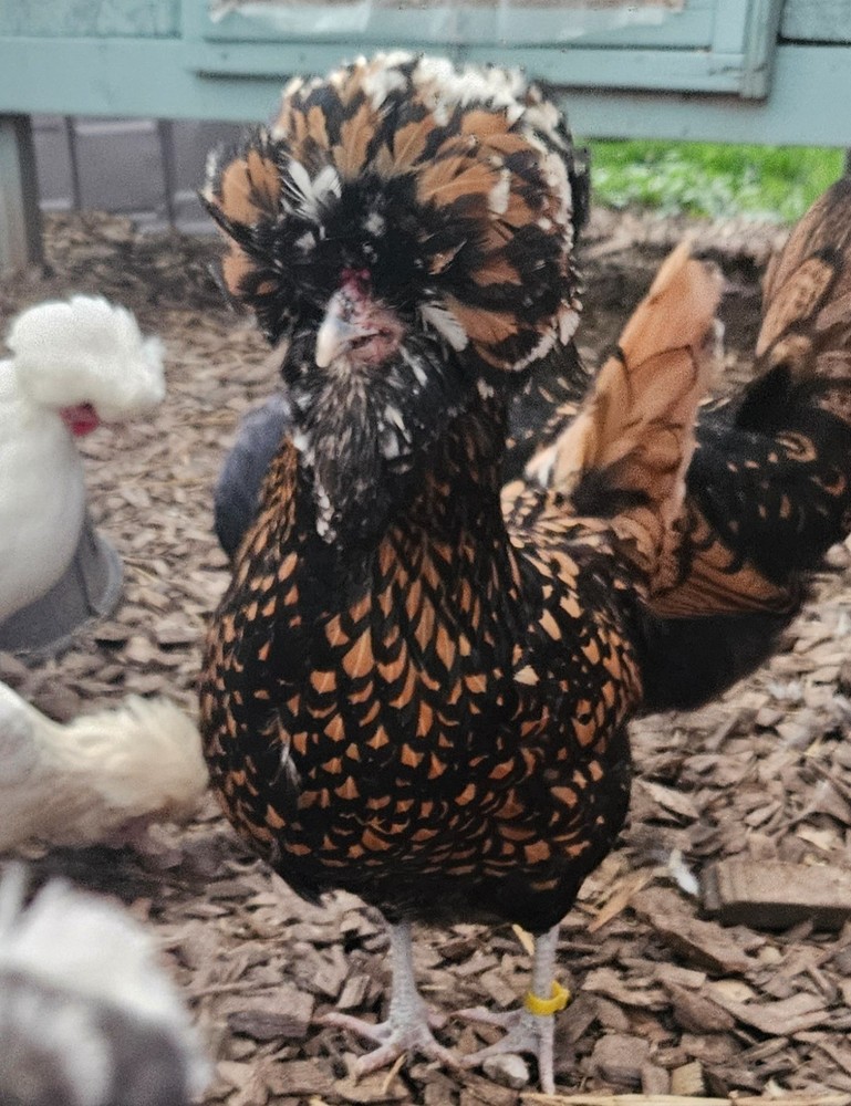 12 Polish Hatching Eggs