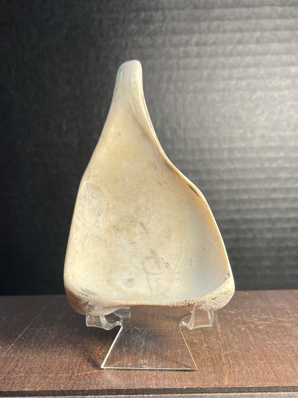 Mayan PreColumbian Authentic Conch Shell Ladle Rare Artifact Found In Belize