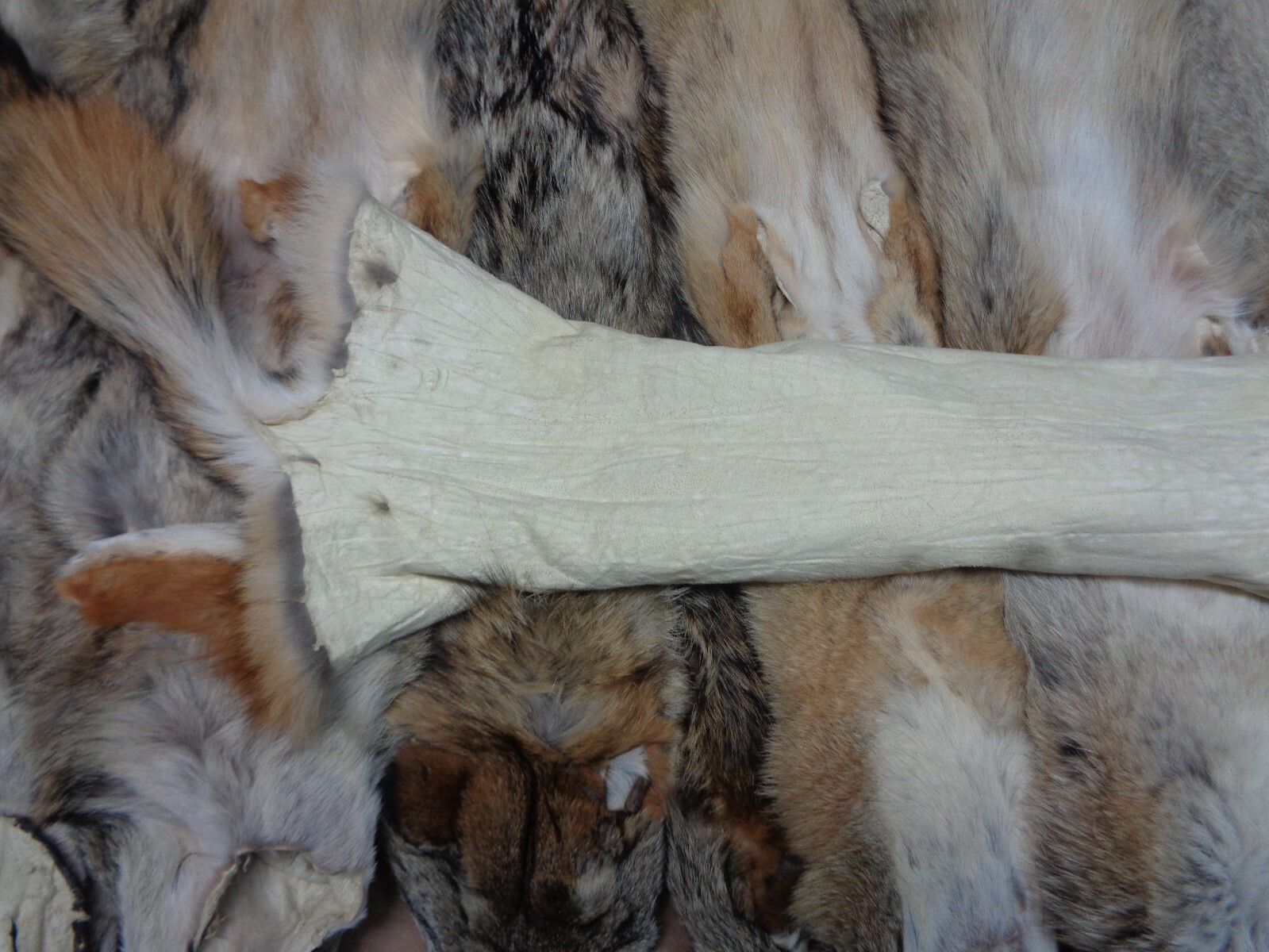 Tanned Eastern XXL Semi-Hvy Coyote Hide #1 Full Tail Grade/Furs/Taxidermy/Crafts