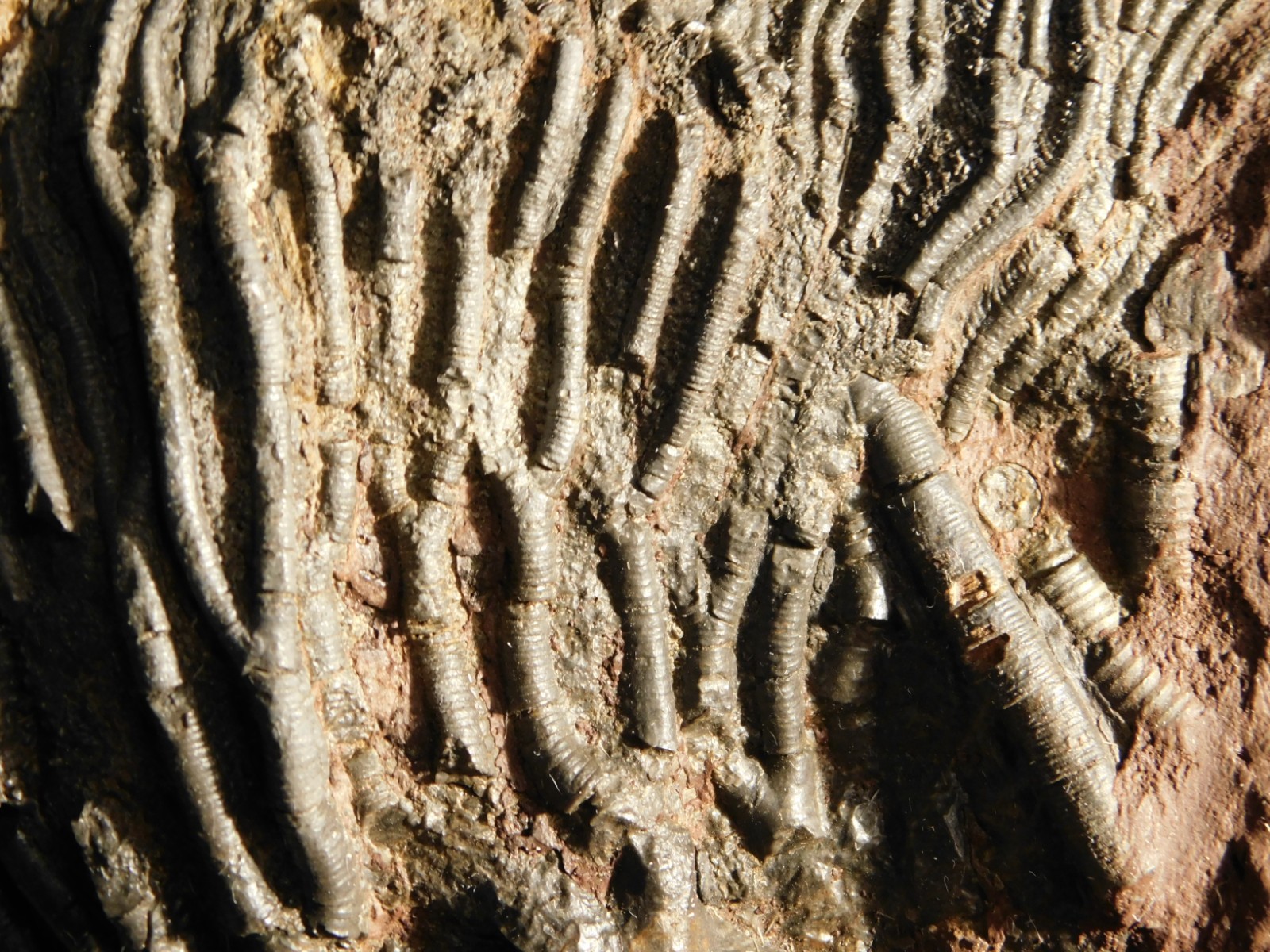 Big! 430 Million Year Old! CRINOID Fossil or Sea LILY Fossil Morocco 1686gr