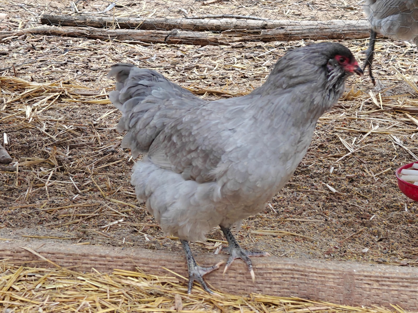 Lavender Ameraucana Hatching Eggs – Fertile, Purebred, 6 Fresh Eggs – Blue Egg