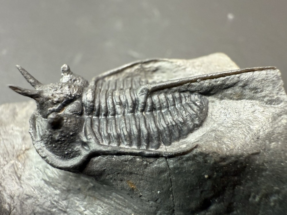 Trilobite fossil - Cyphaspis Devil Horned