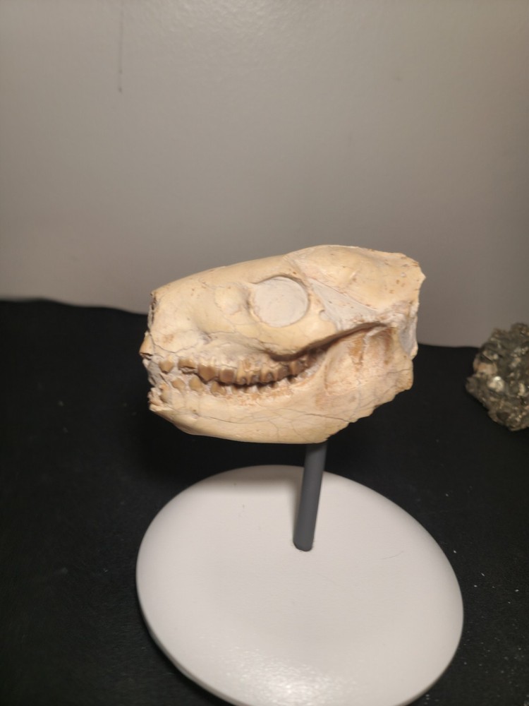 Oreodont Skull