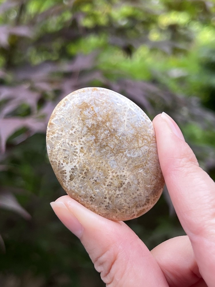 Fossilized Coral Crystal Palmstone AAA+ 37