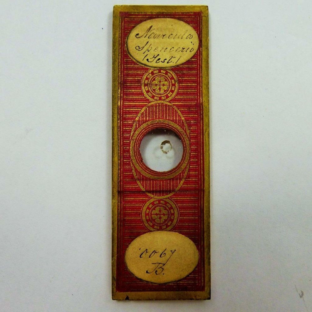 early ANTIQUE AVICULAR SPENCERIO - TEST Microscope Slides  -TOPPING ?