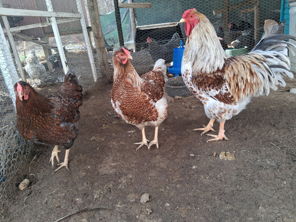 12 Splash & Blue laced wyandotte Hatching Eggs