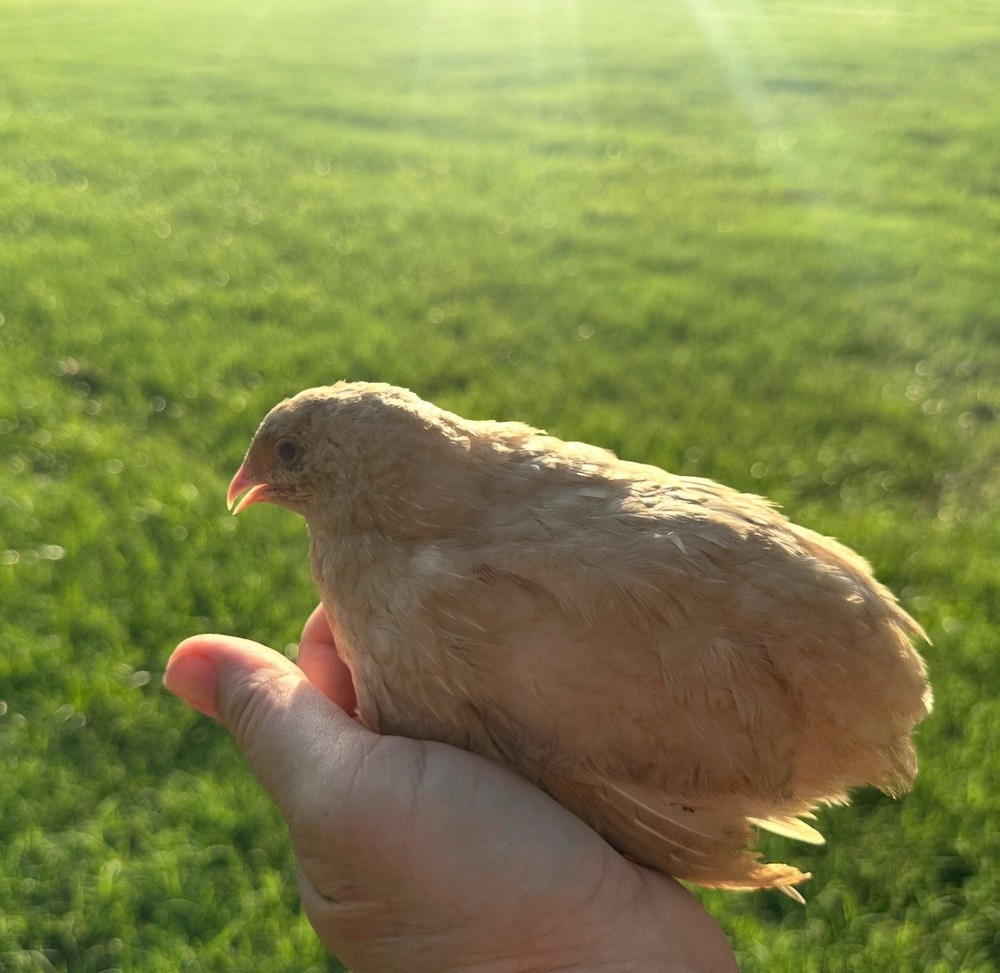 18+ Celadon Blue Coturnix Quail Hatching Eggs - 100% TRUE BLUE