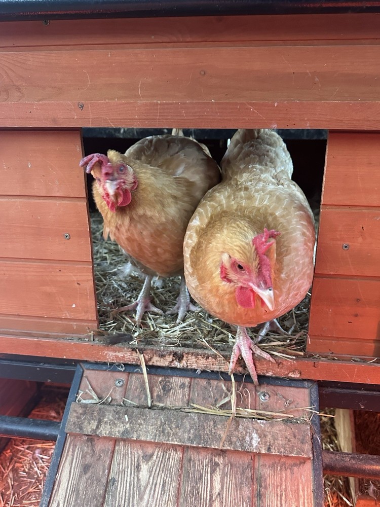 12 Assorted Hatching Eggs, EASTER EGGER, BCM, LAVENDER ORPINGTON, ETC.