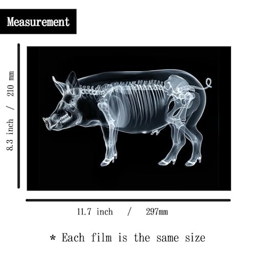 Animal X-Ray Set, Educational Science Kit, Light Table Accessory Farm Animals