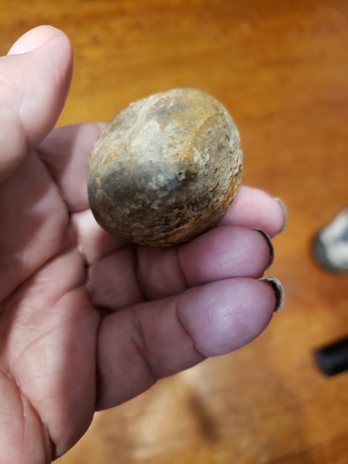 Huge Museum FOSSIL Cystoid Echinosphaerites aurantium 2.25"! Crinoid Trilobite !