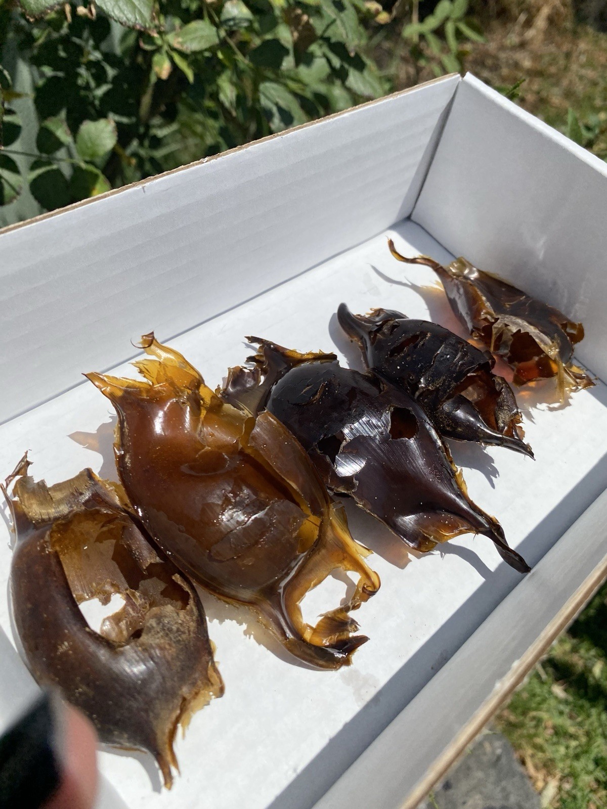 Mermaid Purse Shark Egg Case x5, Skate Shark Egg Case VIC (Lot 3)