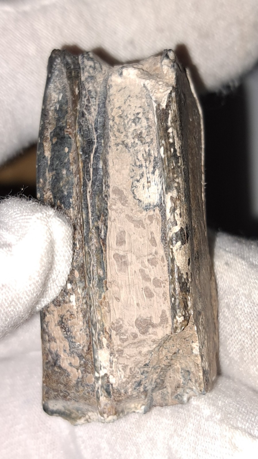 EOCENE FOSSIL HORSE [EQUUS] TOOTH FRAGMENTS FROM ARCADIA, FLORIDA – SPECIMENS #5