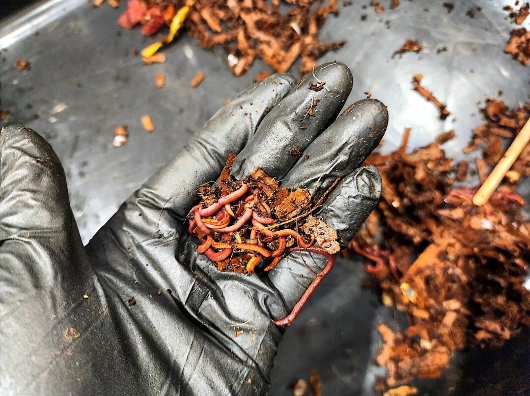 1 Lbs PURE RED WIGGLER Compost Worm /FREE SHPG/Weather Determines SHPG