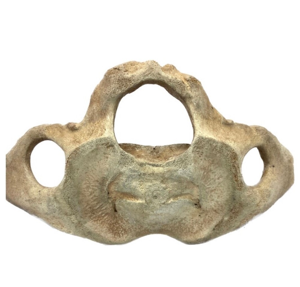 Very Large Whale Vertebrae #11