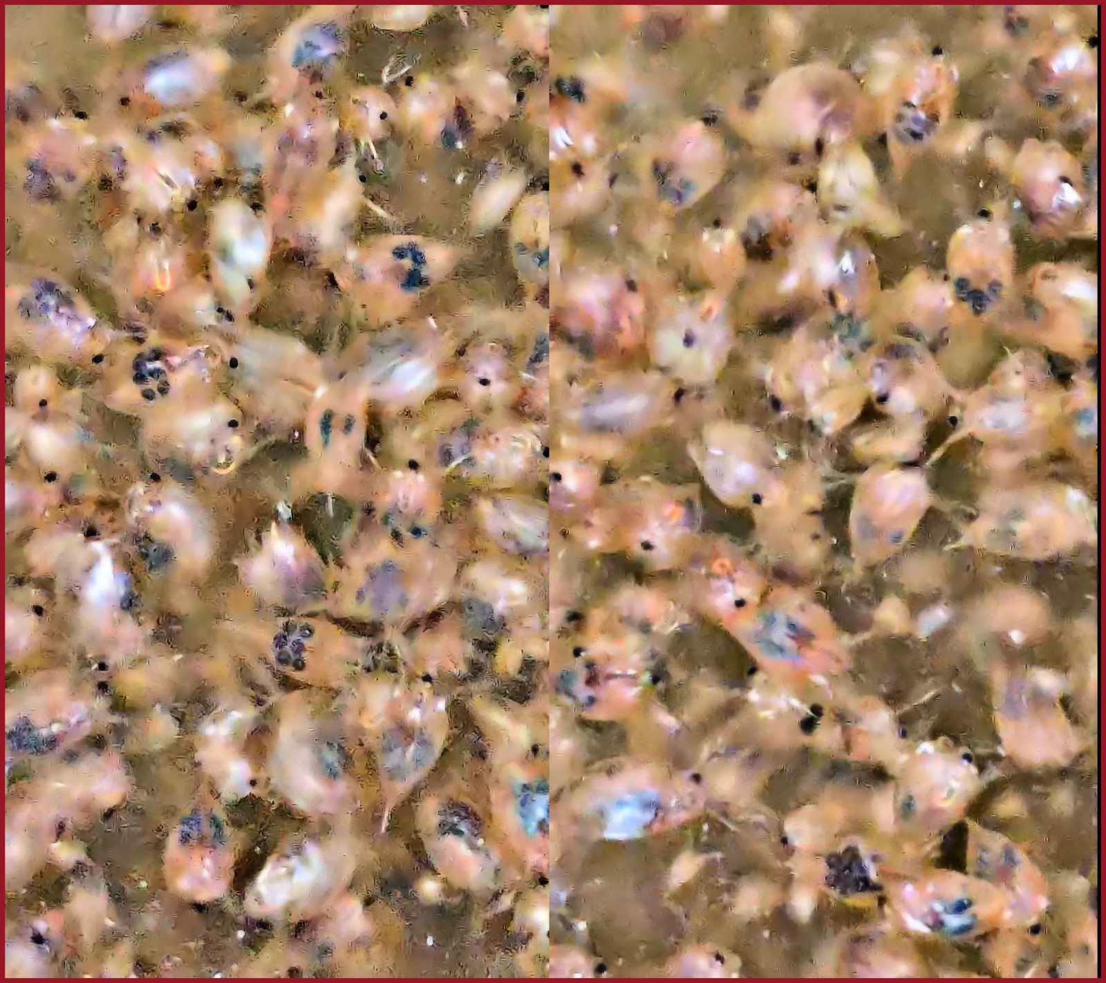 (Buy 2 Get 1 FREE) 500+ Live Daphnia Magna 500+ (FREE SHIPPING)