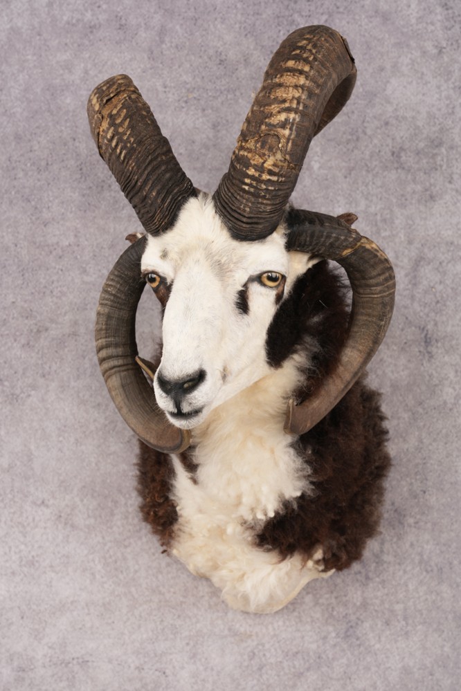 Jacobs Four Horn SKU 3293
