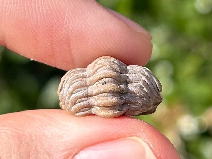 NICE Oklahoma Fossil Trilobite Paciphacops sp. Devonian Bug Bois D’Arc Formation
