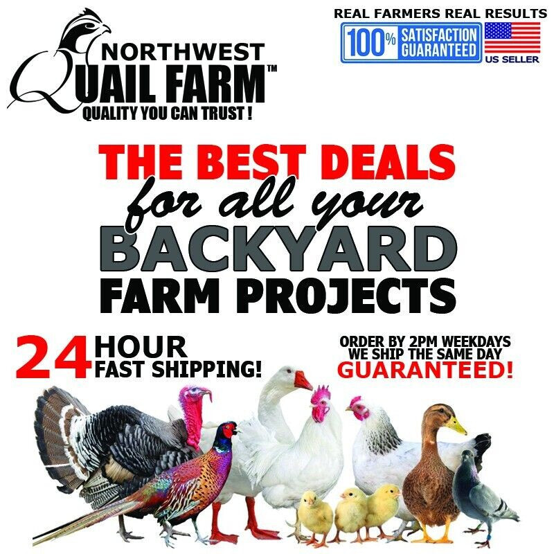 No Waste Quail Feeder Trough