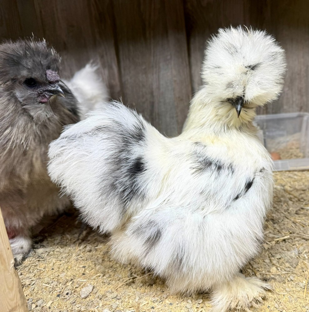 PURE Silkie Hatching Eggs (6)