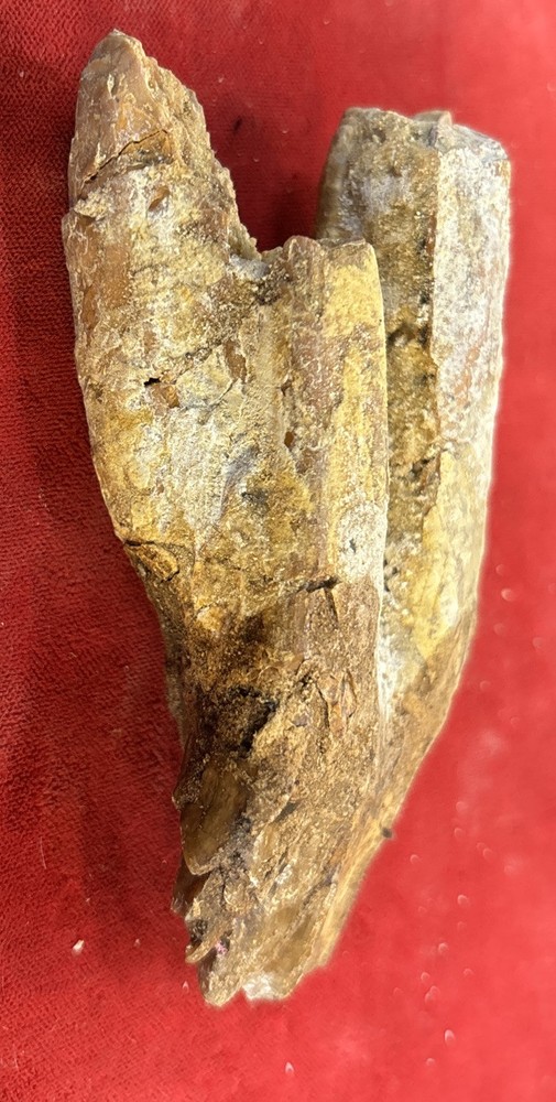 4” Basilosaurus Tooth 40-34 Mil Yrs Old Late Eocene