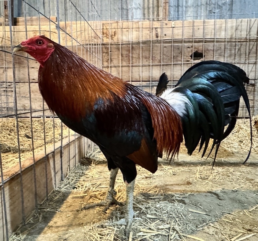 12+ Chicken Hatching Eggs