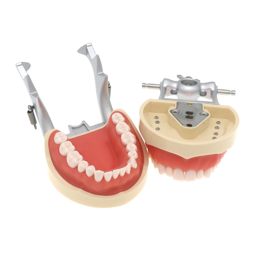 Dental Typodont 28/32PCS Teeth Models for Students Practice Model M80 Series