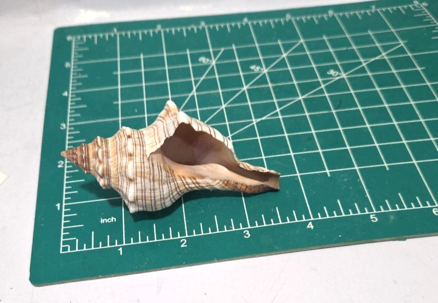 Striped Fox Conch Shell 3 5/8" - 93 mm