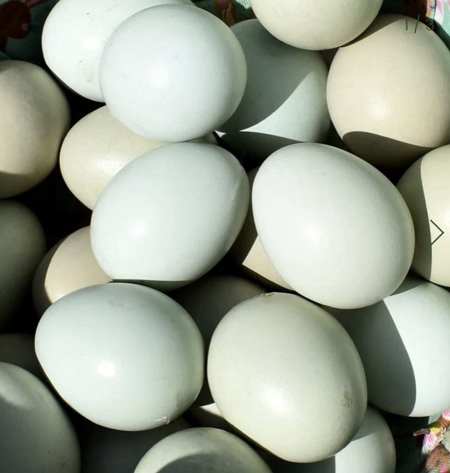 8+ Easter Egger Ameraucana Chicken Fertilized Eggs- Pink, Blue & Green Eggs!