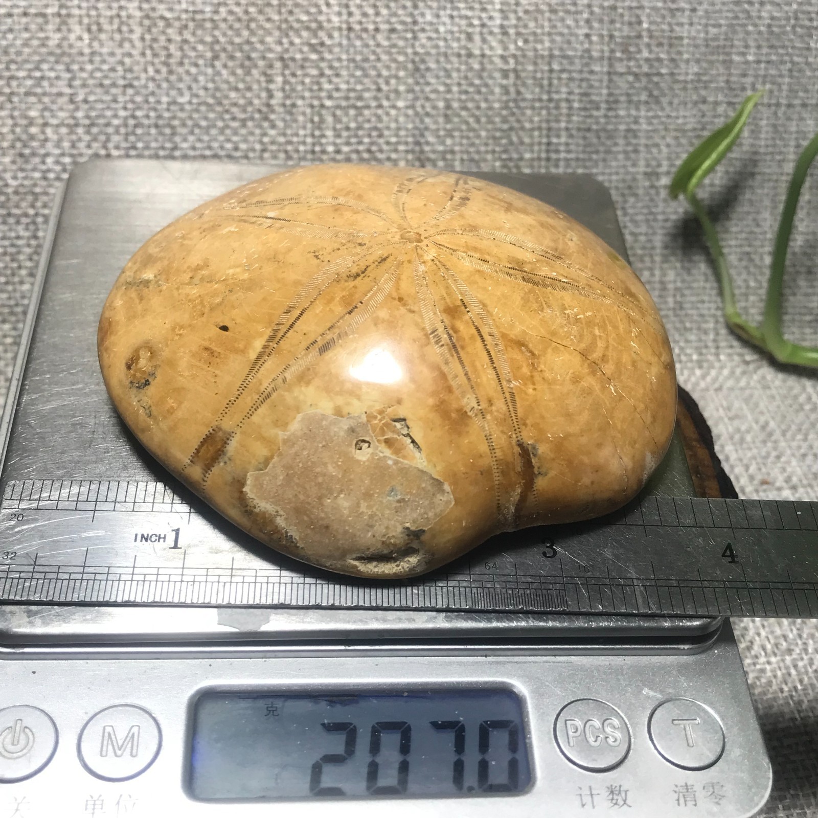 207g Starfish Crystal Specimen 16