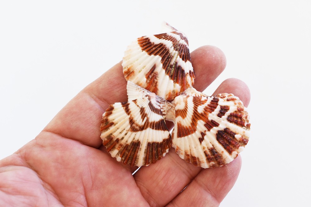 1 Lb Small Pectin Tranquebaricus Shells Seashells (3/4-1") Arts & Crafts.Decor