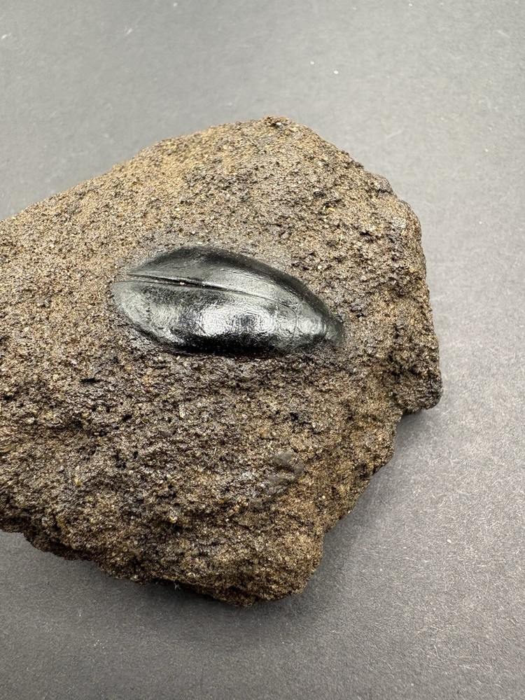 Rancho LaBrea Formation- Hydrophilus sp. (Tar Pit Beetle) Kern County, CA.