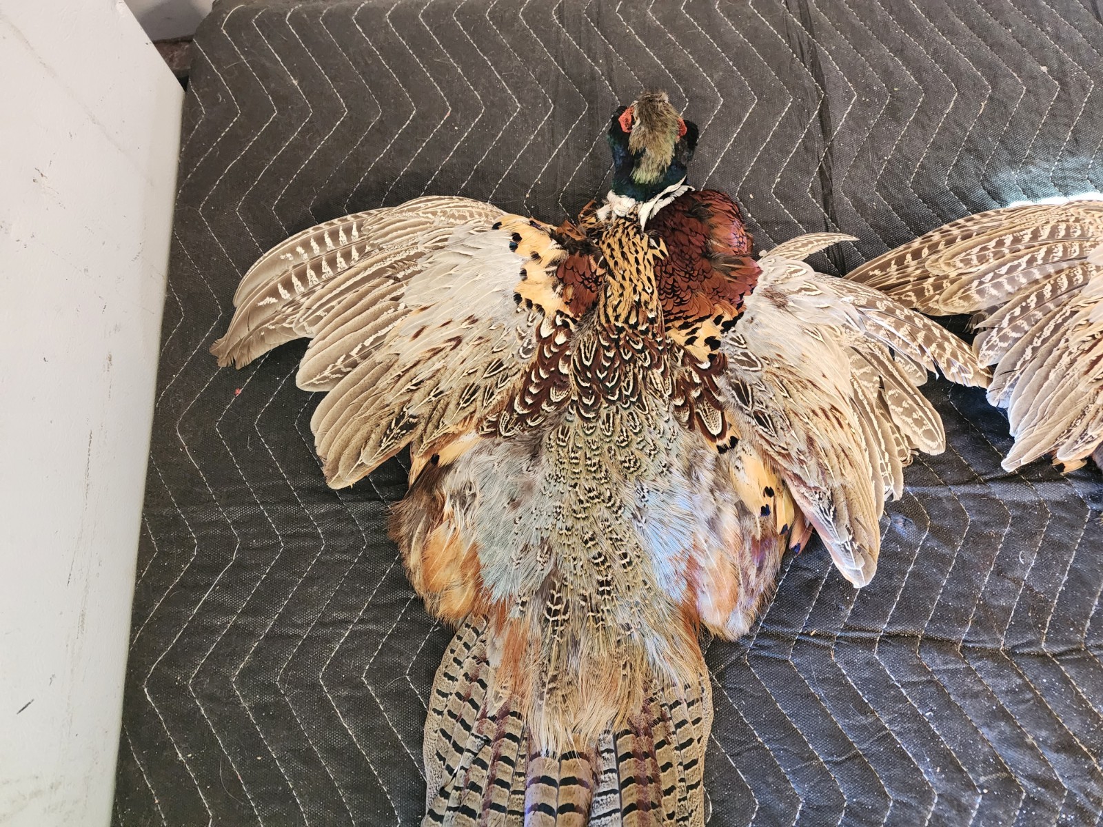 2 Ring Necked Pheasant Pelt Feathers Fly Fishing Material Dog Training Crafts