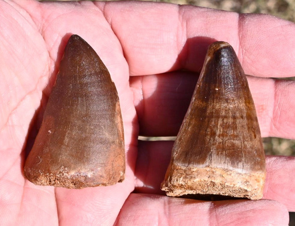TWO LARGE Mosasaur teeth, from Morocco